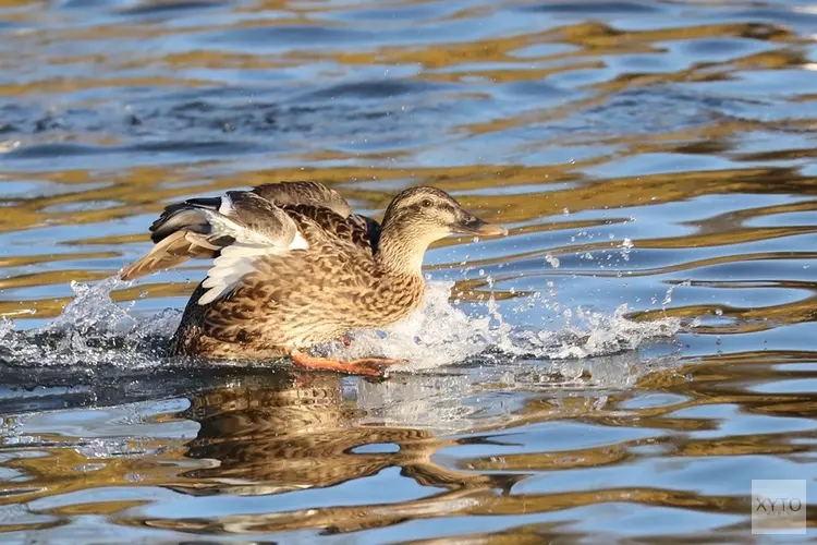 Natuurouder cursus door IVN Waterland