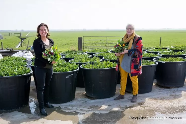 Genieten van tulpenroutes in Purmerend en Beemster