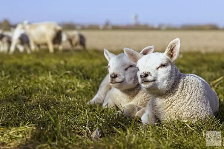 Eerste dagen iets koeler, maar laatste week april en Koningsdag verlopen zacht en zonnig