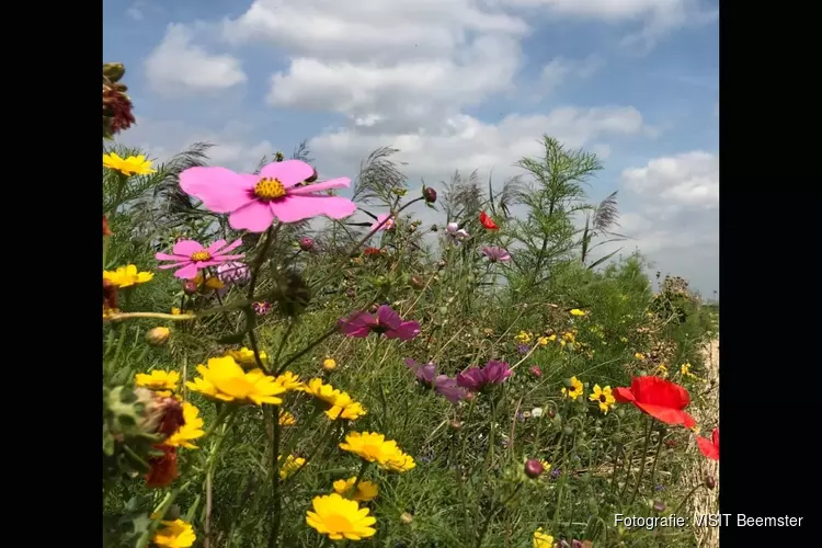 Zet de ‘polder in bloei’-tour