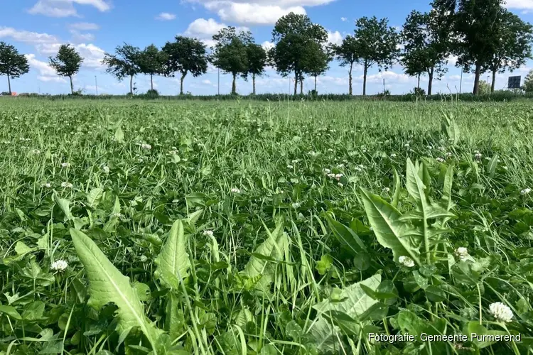 Gemeente Purmerend draagt bij aan kruidenrijk grasland en groenbemesters