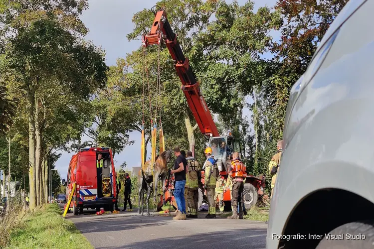 Paard te water in sloot Middenbeemster: brandweer anderhalf uur bezig