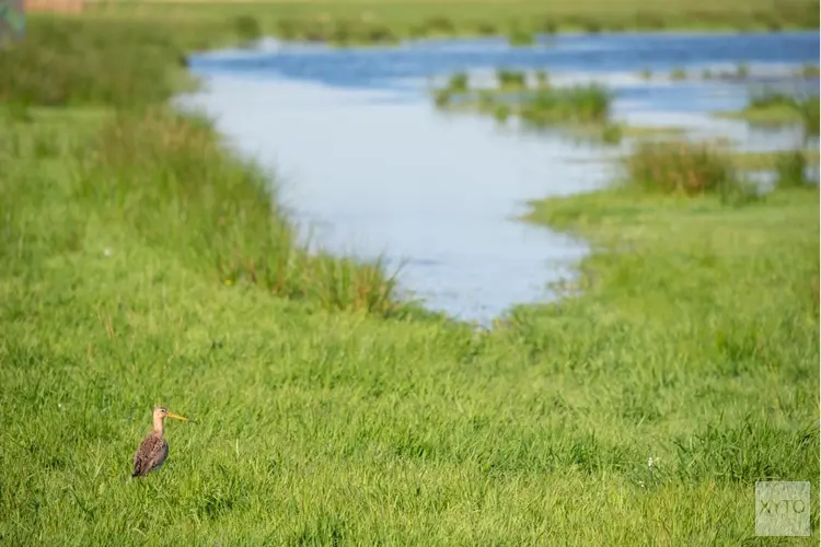 Start natuurherstel in Waterland-Oost