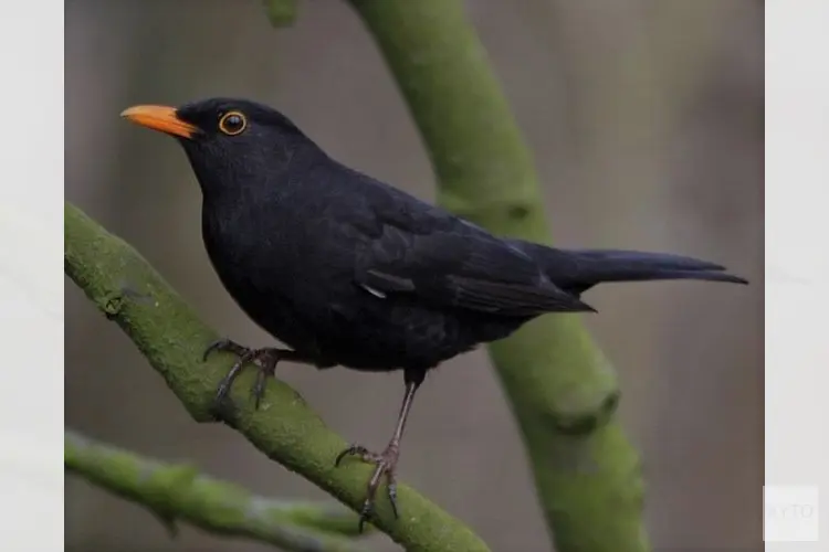 Steeds minder merels in Nederlandse tuinen