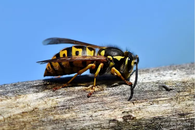 Veel meer wespen deze zomer: dit moet je weten