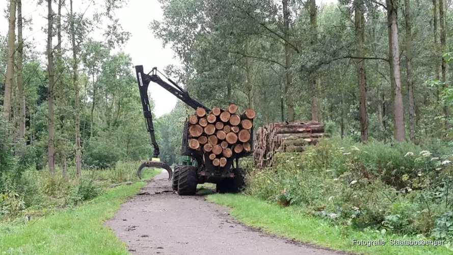 Boswerkzaamheden in het Purmerbos